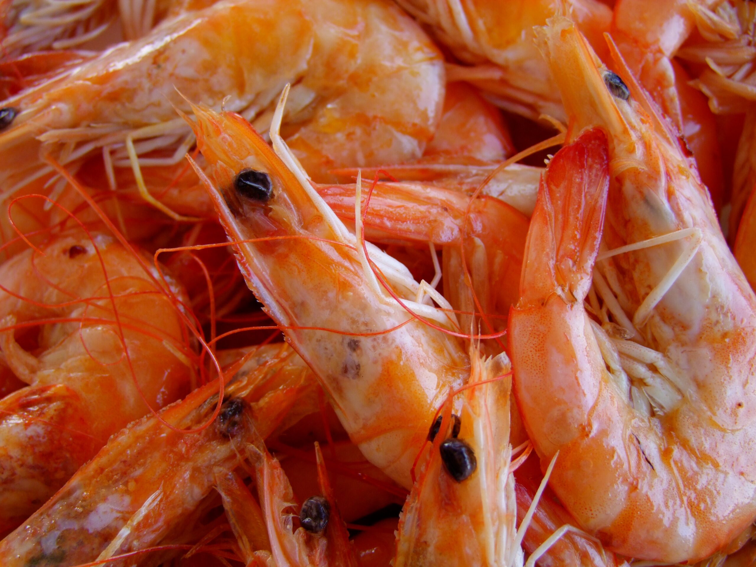 Join Roberts AC at the 50th Annual National Shrimp Festival in Gulf Shores, AL